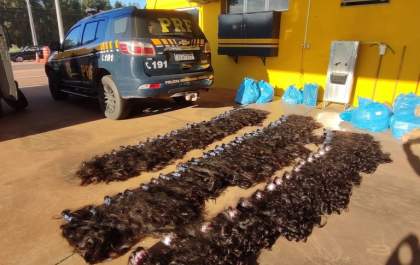 Homem é preso transportando 62 kg de cabelo humano em Brasilândia