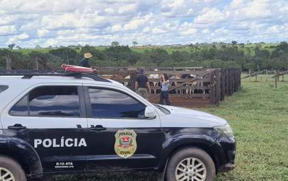 Polícia Civil recupera quase 60 bovinos furtados de fazenda em Santo Antônio do Aracanguá