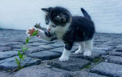 Muita atenção ao optar por ter um gato de estimação