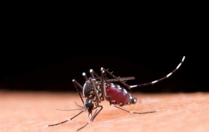 Atenção à dengue: Brasil apresenta recorde de mortes pela doença em 2023
