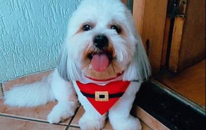 Família pede ajuda para encontrar Pudim, seu cachorrinho desaparecido