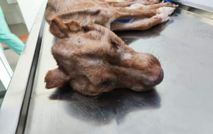 Homem é preso e multado em R$ 6 mil por maus tratos a animal