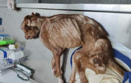 Homem é preso acusado de deixar Pit Bull definhar até a morte