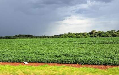 Região sul lidera áreas irregulares de soja em MS e vê saca desvalorizar