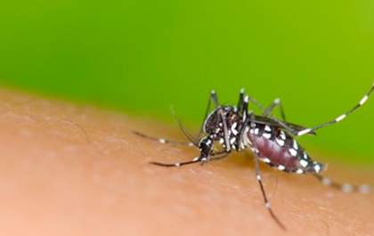 MS registra 12.730 casos confirmados de dengue