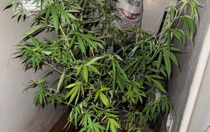Pé de maconha e drogas são encontrados em casa no bairro Piscina