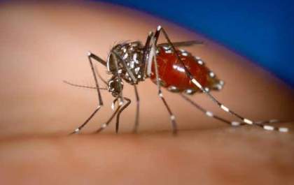 Brasil tem mais de 1,2 milhão de casos de dengue