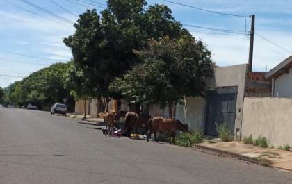 Cavalos soltos reviram lixo para se alimentar no Hilda Mandarino