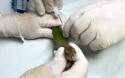 Cetras-SP registra 5.770 animais silvestres em 2023