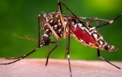 Casos prováveis de dengue se aproximam de 400 mil no país em 2024