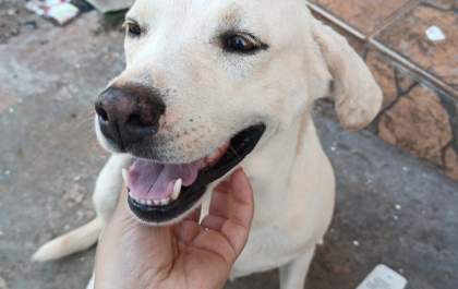 Cachorrinha abandonada na Praça Stella Maris corre risco de atropelamento