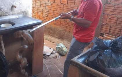 Criança de 3 anos é picada por cobra em Castilho