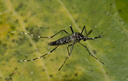 Número de casos de dengue em 2024, mais de 524 mil, é 305% maior que em 2023