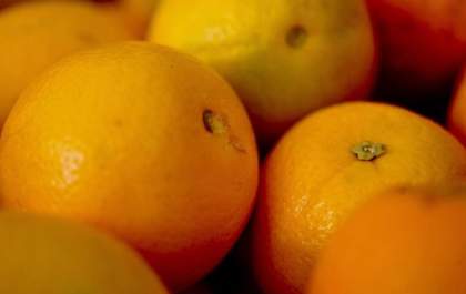Iagro alerta sobre perigo na compra de mudas irregulares em função da doença greening