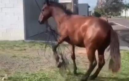 Cavalo se enrosca em fio de telefonia pendurado em terreno