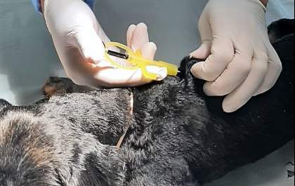 Cães e gatos receberão microchipagem gratuita a partir de segunda-feira (26)
