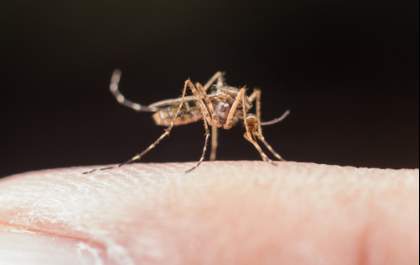 Brasil registra mais de 688 mil casos de dengue, segundo Ministério da Saúde