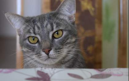 Celebre o mês dos gatos mantendo a sua saúde e bem-estar