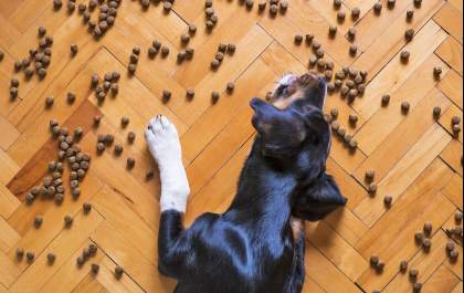 Existe um alimento ideal para cada fase do pet