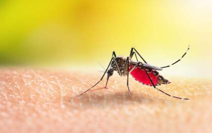 DENGUE: Cinco mortes por dengue são registradas em SP em 24 horas