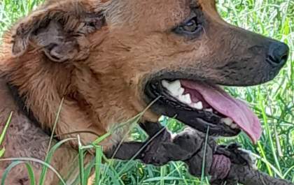 Polícia Civil resgata cão em situação de maus-tratos