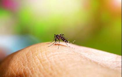 Gestantes devem redobrar os cuidados com a Dengue