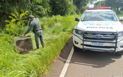 Polícia Militar Ambiental recolhe tamanduá aparentemente ferido