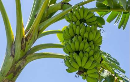 Preço da banana dispara e consumidores sentem no bolso