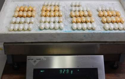 PF realiza operação para prender aliciadores das chamadas 