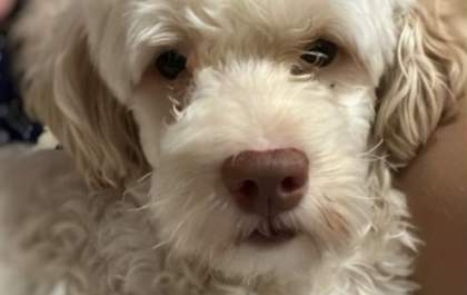 Tutora procura por seu animal de estimação
