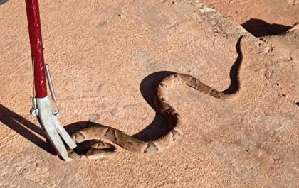 Cobra jararaca é encontrada no quintal de casa em Bataguassu