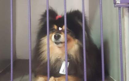 Justiça arquiva investigação sobre possível sumiço de cães entregues a ONG