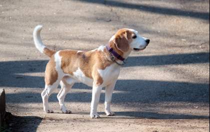 Cães precisam regularmente de estímulo mental e de atividades físicas