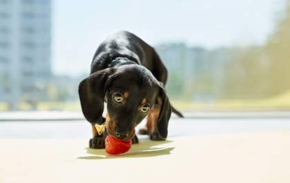 Mitos e verdades sobre a alimentação dos pets