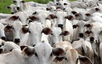 MS é área livre de febre aftosa sem vacinação, confirma Ministério da Agricultura