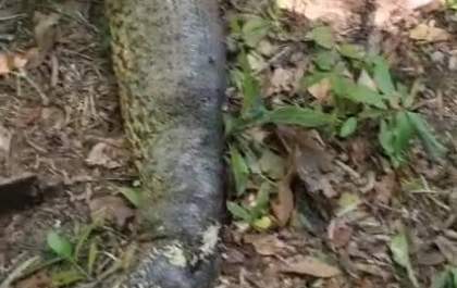 Polícia realiza perícia em sucuri morta