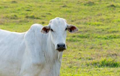 Febre Aftosa: SP é reconhecido como área livre da doença sem vacinação