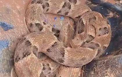 Moradora de Três Lagoas encontra cobra no quintal de casa