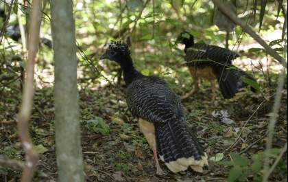 Mutuns-de-penacho são reintroduzidos na natureza com sucesso pela CESP