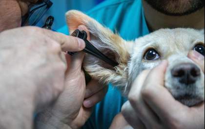 Atendimento do médico-veterinário pode acontecer na conveniência do lar