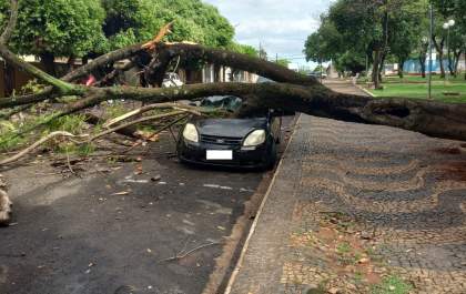 Árvore cai sobre carro estacionado na Praça do Teodoro
