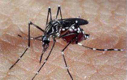 MINUTO DA SAÚDE: Brasil enfrenta maior epidemia de dengue da história