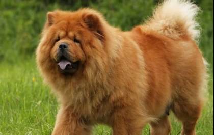 Moradora em Birigui é condenada por maus-tratos ao próprio cachorro