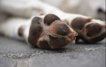 A difícil decisão pela eutanásia de um pet