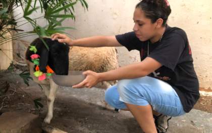 Ovelha domesticada foge de casa e chama a atenção passeando na região central de Araçatuba
