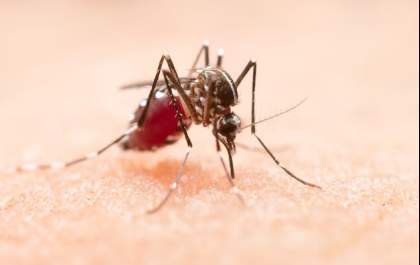 MS registra 1,8 mil casos confirmados de Chikungunya