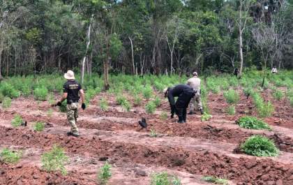 PF deflagra a Operação Terra Livre para erradicação de plantios de maconha no MA