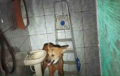 Lobo-guará inesperado surpreende comerciantes em loja de Naviraí