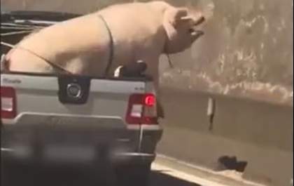 Porco e cabrito são transportados de forma irregular em rodovia