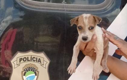 Filhote em situação de maus tratos é resgatado